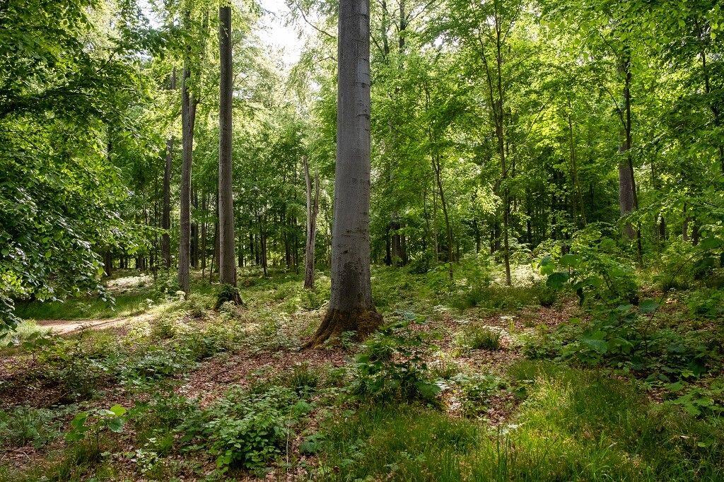 Sonnige Waldszene mit hohen grünen Bäumen, üppigem Gestrüpp und durch die Blätter fallendem Licht